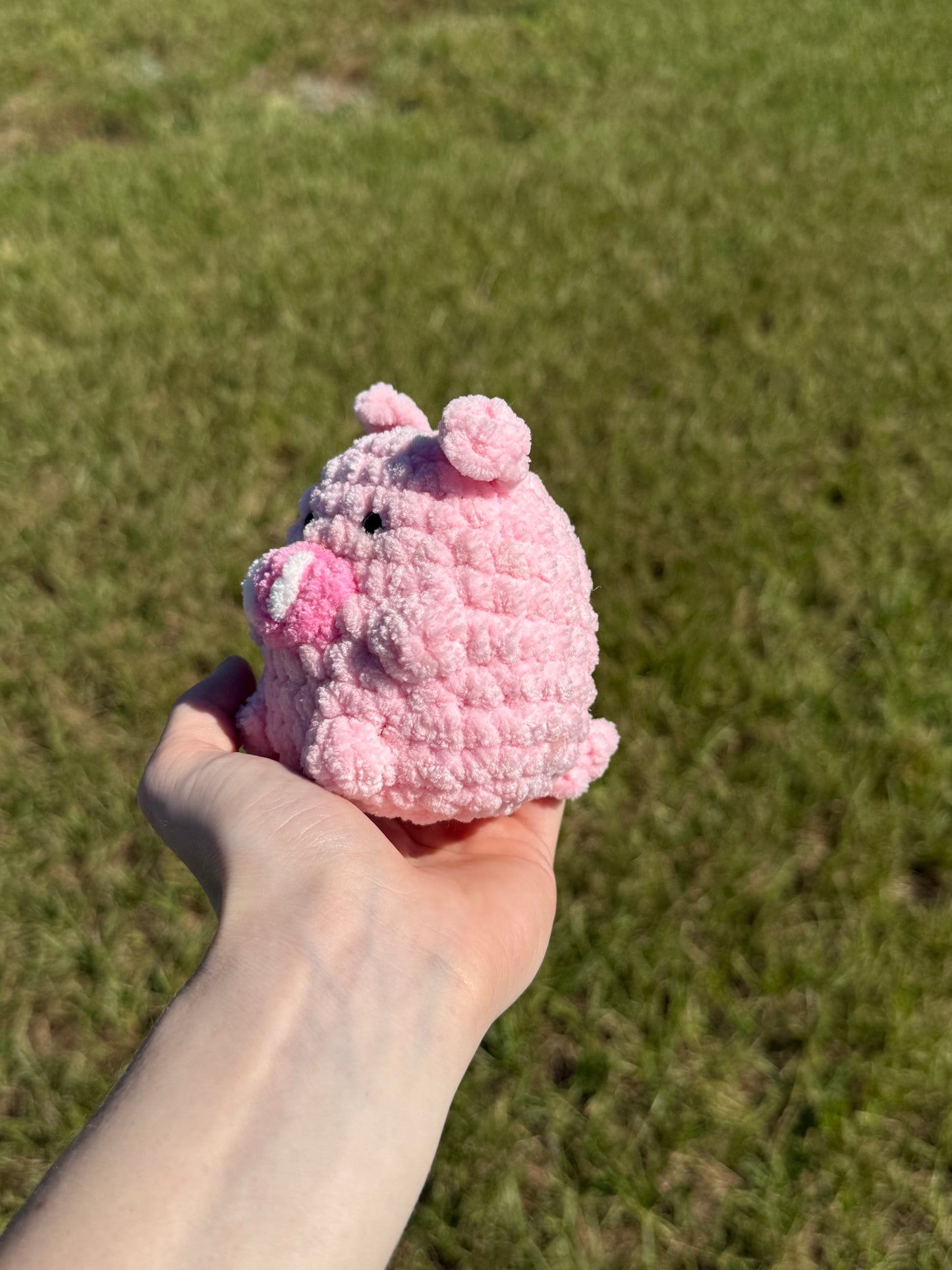 Mini pig